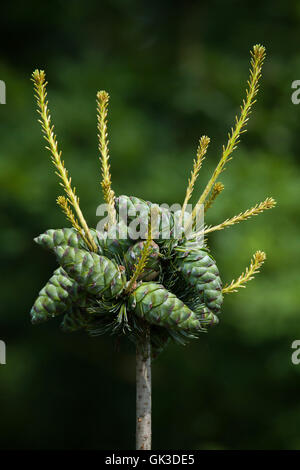 Common juniper (Juniperus communis). Conifer plant. Stock Photo