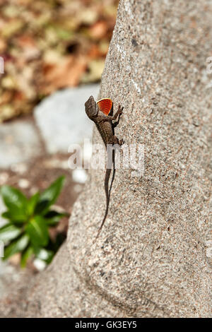 Brown Anole on a tree with dewlap extended Stock Photo