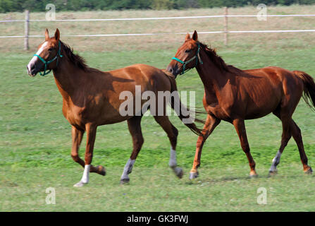 Herd of anglo-arabian horses. Well-groomed horses canter in rural pasture near the farm with electric fence on background Stock Photo