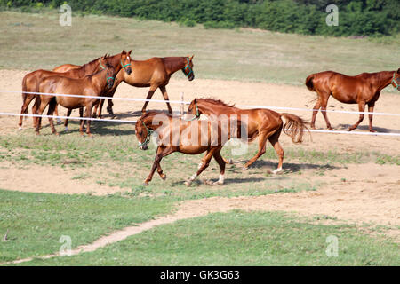 Thoroughbred anglo-arabian horses galloping in pasture enjoying summer sunshine Stock Photo