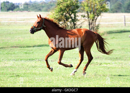 Well-groomed horse canter in rural pasture near the farm Stock Photo