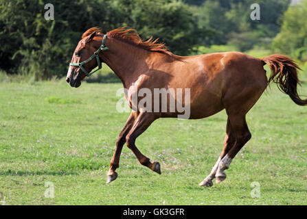 Anglo-arabian mare running free on summer pasture Stock Photo