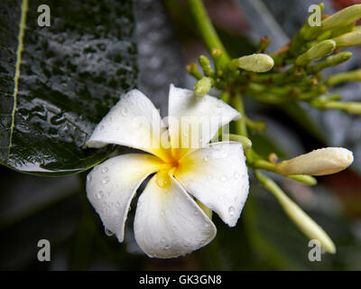 Frangipani flower. Scientific name: Plumeria obtusa. Hoi An, Quang Nam Province, Vietnam. Stock Photo