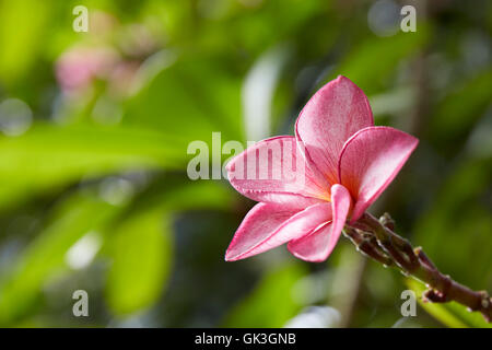 Close up of a frangipani, aka plumeria flower. Hoi An, Quang Nam Province, Vietnam. Stock Photo