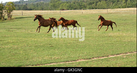 Herd of anglo-arabian horses. Well-groomed horses canter in rural pasture near the farm Stock Photo