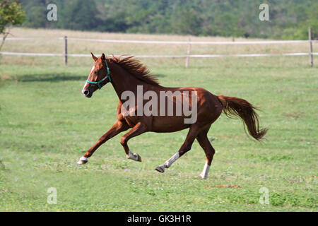 Thoroughbred anglo-arabian horse galloping in pasture enjoying summer sunshine Stock Photo