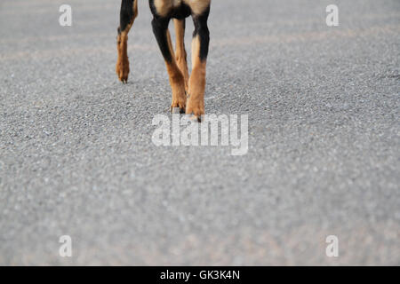 Dog in Germany Stock Photo
