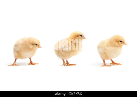 animals birds cub Stock Photo