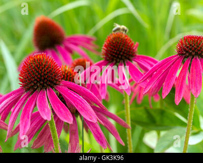 Bunch of purple echinacea flowers Stock Photo