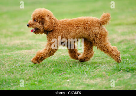 animal pet small Stock Photo