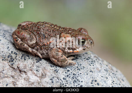 frog toad shine Stock Photo