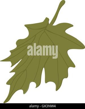 Maple leaf vector. Autumn leaves. Tree leaves vector. Fall leaf isolated. Stock Vector