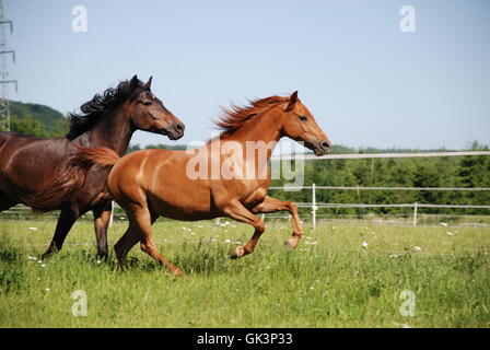 german riding ponies Stock Photo