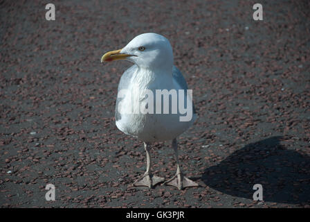 Seagull in Llandudno, North Wales. Stock Photo