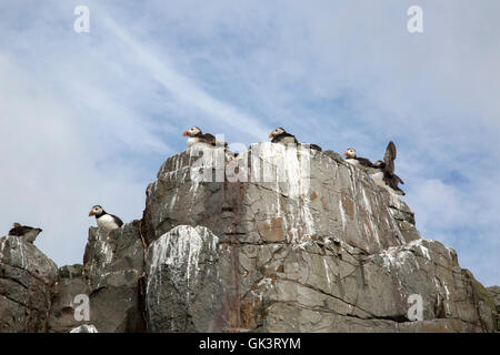 Puffin Nesting on Farne Islands, Northumberland, England, UK Stock Photo