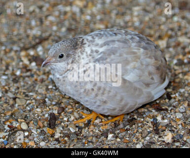 Japanese Quail (coturnix japonica) Stock Photo
