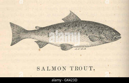 44055 Salmon Trout - Sea Trout--White Trout - Salmo trutta; Yarrel Stock Photo