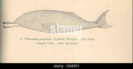 Ganges River Dolphin (Platanista gangetica), drawing Stock Photo - Alamy