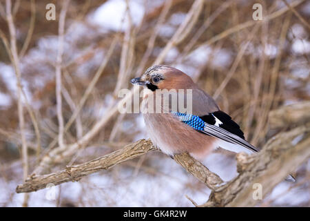 Eurasian jay - Wikipedia