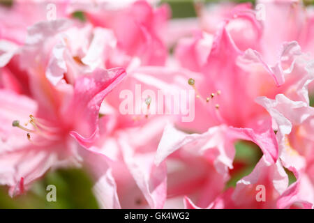 pink azaleas in spring, happiness and hope Jane Ann Butler Photography JABP1577 Stock Photo