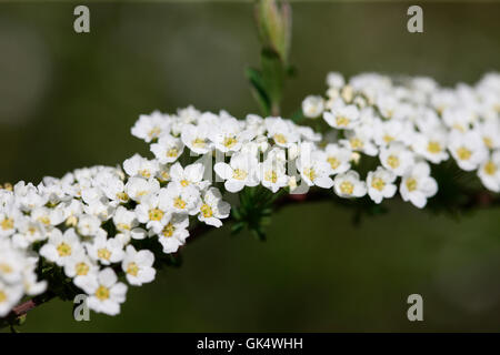 white flowering branch of spring blossom spiraea 'grefsheim'  Jane Ann Butler Photography JABP1592 Stock Photo