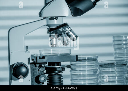 Scientific binocular  microscope and petri dishes Stock Photo