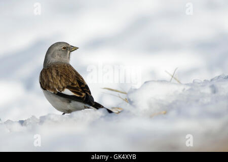 White-winged Snowfinch / Schneesperling ( Montifringilla nivalis ) in snow covered surrounding watching around. Stock Photo