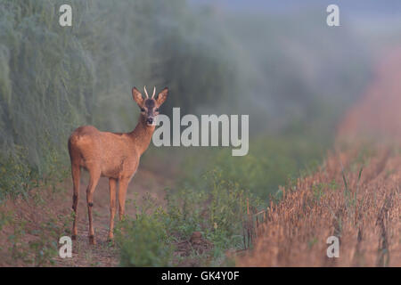 Roe deer / Reh ( Capreolus capreolus ), young buck, stands next to high grown asparagus on a foggy summer morning, first light. Stock Photo
