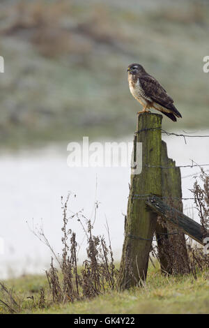 Common Buzzard / Maeusebussard ( Buteo buteo ) perched on / hunting from a fence post in natural surrounding, habitat. Stock Photo