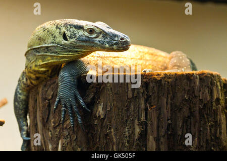 Komodo dragon on top of a tree trunk Stock Photo