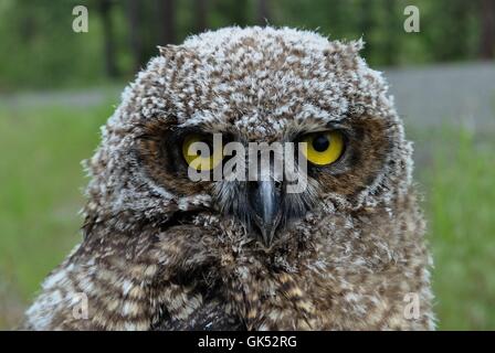 owl, great horned owl, fledgling great horned owl, nature, wildlife Stock Photo