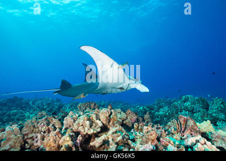 a reef manta ray, Manta alfredi, is cleaned by saddle wrasses, Thalassoma duperrey, an endemic species, Kona, Hawaii Stock Photo