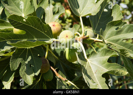 Figs growing Stock Photo