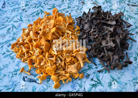 Yellow chanterelles (Cantharellus cibarius) and black trumpet mushroom (Craterellus cornucopioides) on a table, picture from the Stock Photo
