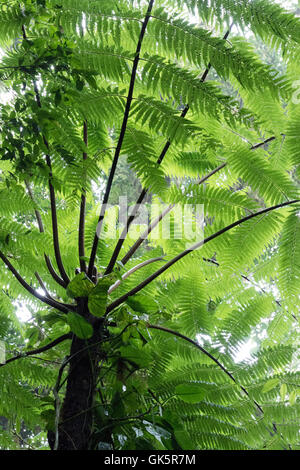 Tree fern, Costa Rica rainforest,  Costa Rica central America Stock Photo