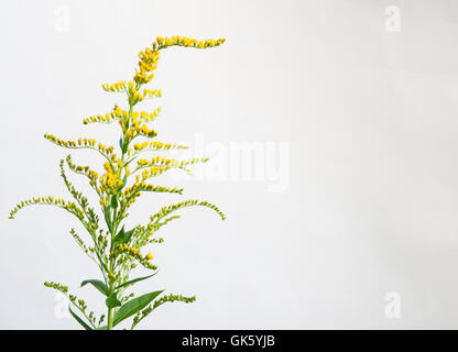 Solidago flowers over light background, close up Stock Photo