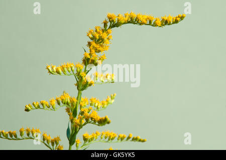 Solidago flowers over green background, close up Stock Photo