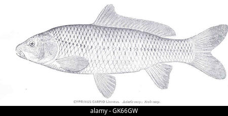 Cyprinus carpio, commonly known as the carp, is a freshwater fish ...