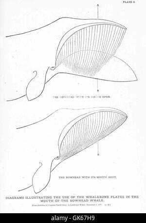 REPRODUCTION, GROWTH AND AGE OF SOUTHERN FIN WHALES By R. M. Laws (Plates  IV-VII and Text-figs. 1-60) GENERAL CONSIDERATIONS Introduction In his  paper on the southern stocks of whalebone whales, Mackintosh (