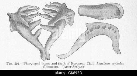 51828 Pharyngeal bones and teeth of European Chub, Leuciscus cephalus (Linneaus) Stock Photo