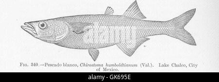 Pescado blanco hi-res stock photography and images - Alamy