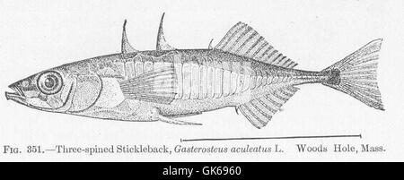 51889 Three-spined Stickleback, Gasterosteus aculeatus L Woods Hole, Mass Stock Photo