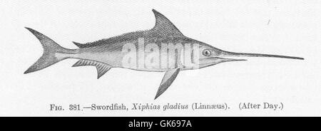 51919 Swordfish, Xiphias gladius (Linnaeus) Stock Photo
