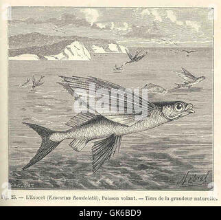 Flying fish, known for their ability to leap out of the water and glide ...
