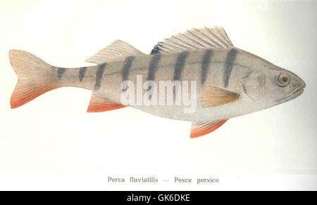 The perch, a common fish found in the River Rhine, is known for its ...