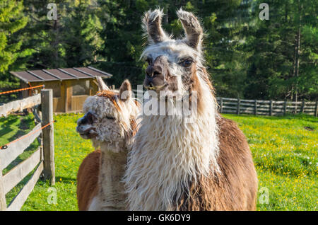 Pair of cute lamas in the mountains of south tyrol, Italy Stock Photo