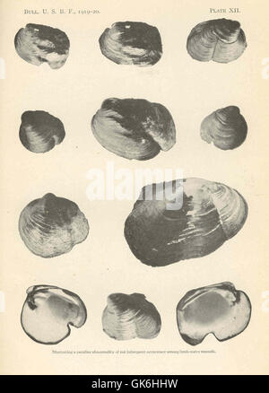 This image illustrates the anatomy of a freshwater mussel, showing key ...
