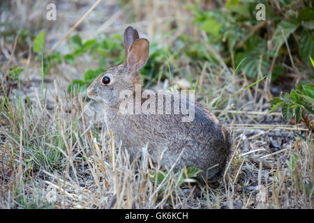 North American Cottontail Rabbit eats grass, fern and leaves Stock Photo