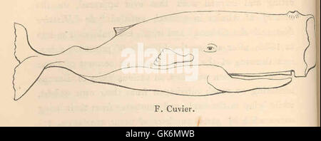 The sperm whale (Physeter macrocephalus) is a large marine mammal known ...