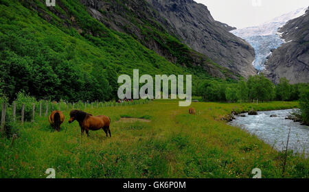 Icelandic Horses of the Briksdal area of Norway Stock Photo